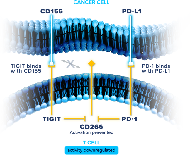 Cancer cell display.